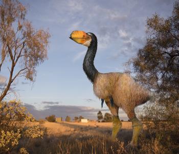 Mega Fauna Display in Alice Springs